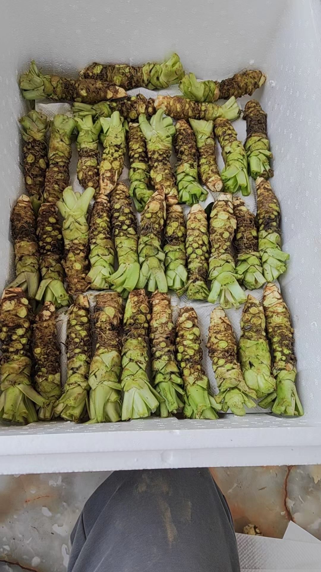 保山云南新鲜山葵