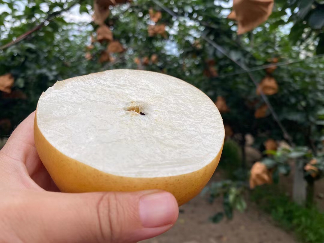 烟台不抹药圆黄梨好了，需要的朋友联系我