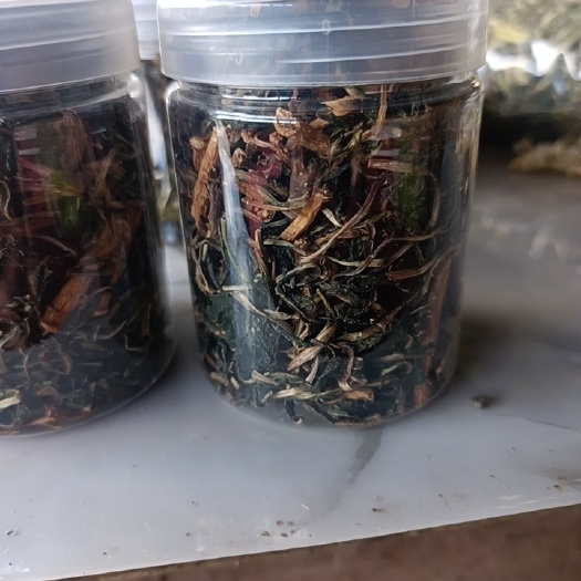 中药材蒲公英茶寒地生长干净卫生私人制作