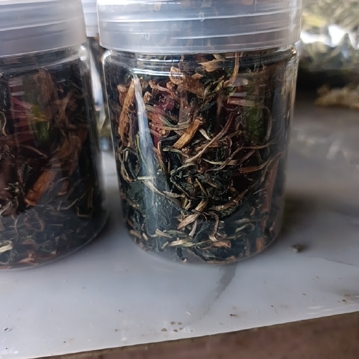 肇东市中药材蒲公英茶寒地生长干净卫生私人制作
