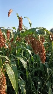 六安红樱子高粱