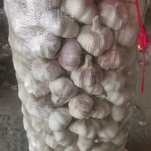 金乡县金乡紫皮大蒜 个大果实饱满 产地发货支持各种包装
