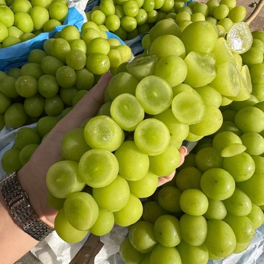 大荔县陕西阳光玫瑰