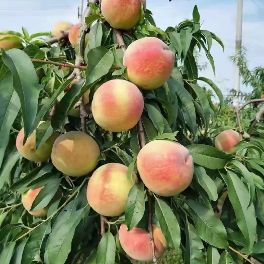 诸城市离合红蜜桃
