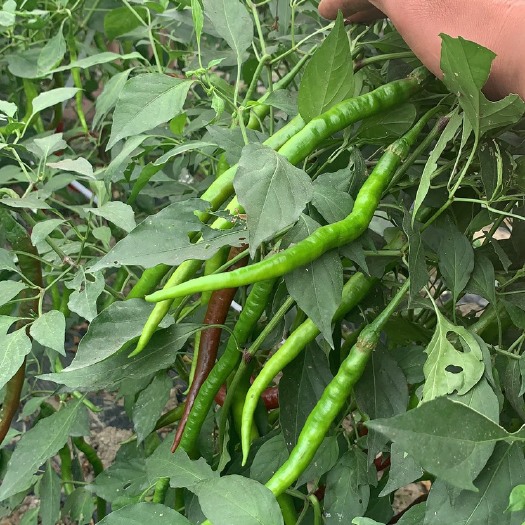 成都二荆条，目前地里有6千斤，有要买了聊下价格私定