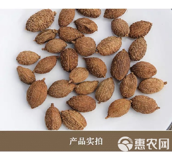 砂仁中药材沙仁香砂仁粉砂仁果泡水砂仁茶毛砂仁