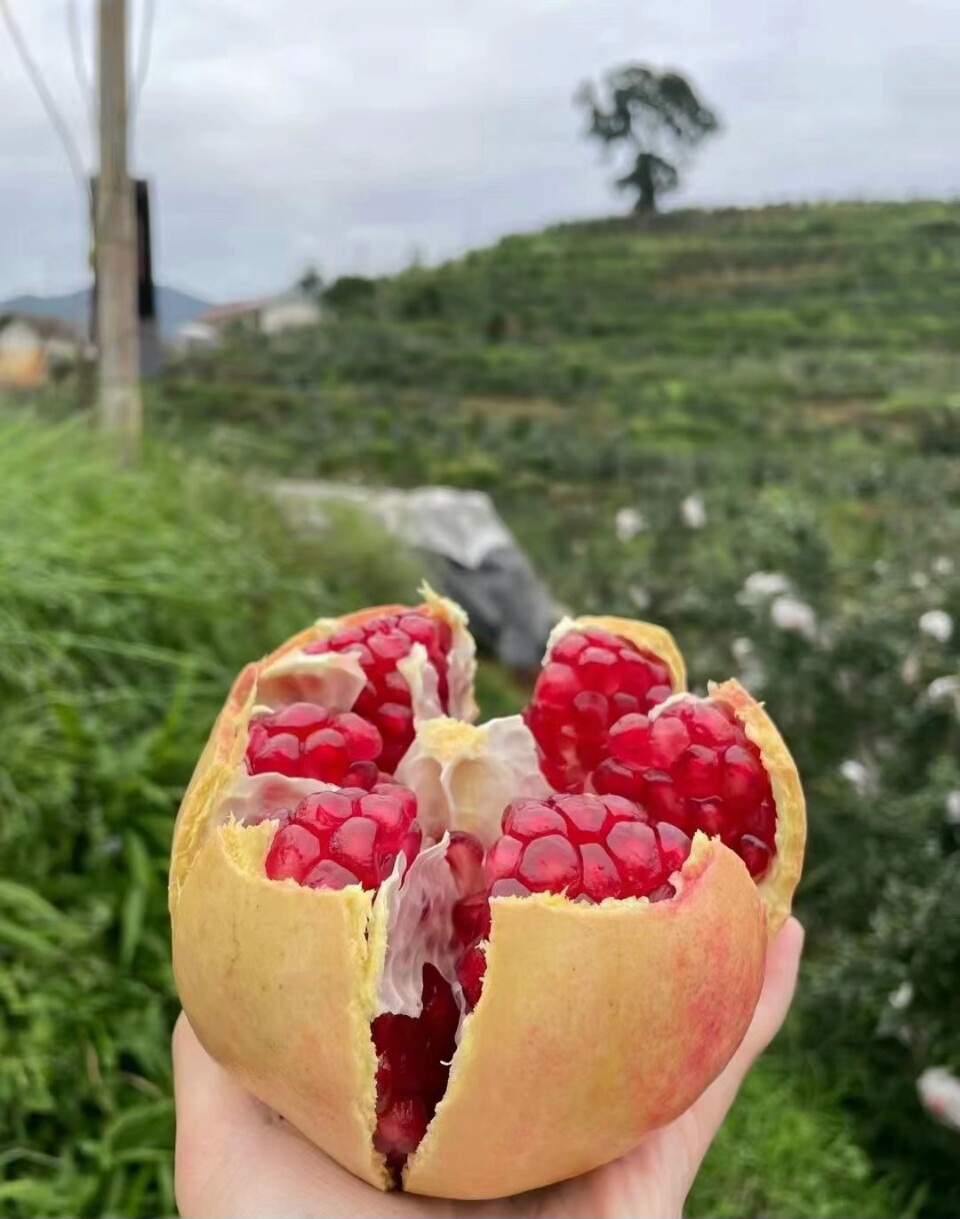 会理突尼斯软籽石榴