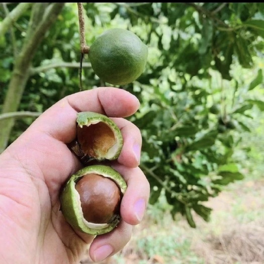 盈江县生果大量上市！需要的老板可以订购了！