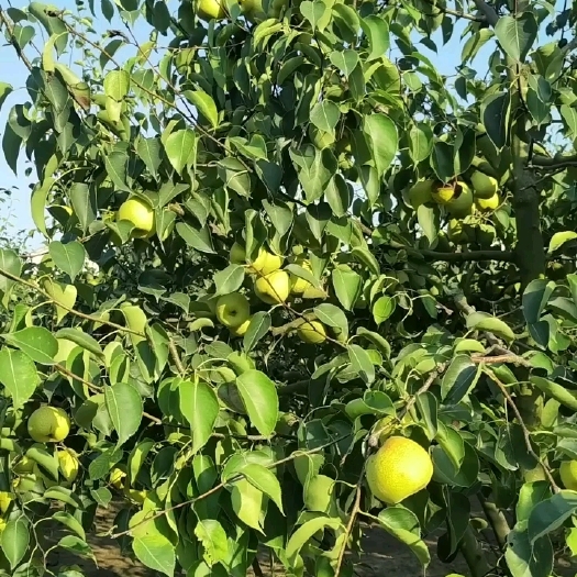 宁陵县宁陵县金顶谢花酥梨大量上市