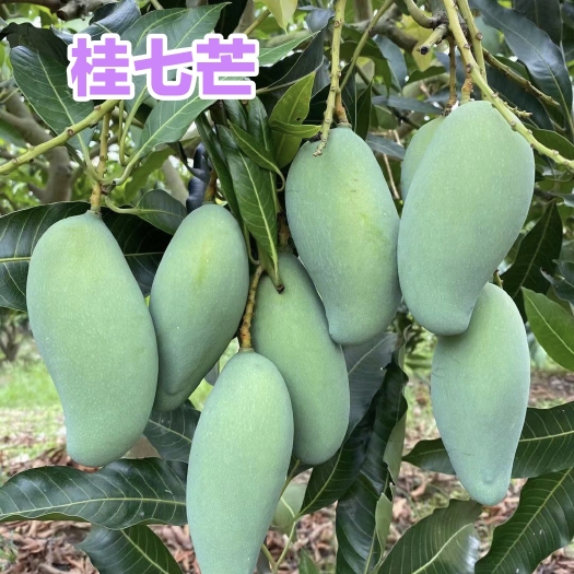 灵山县桂七芒果苗  桂七香芒果苗果有浓郁桂香味