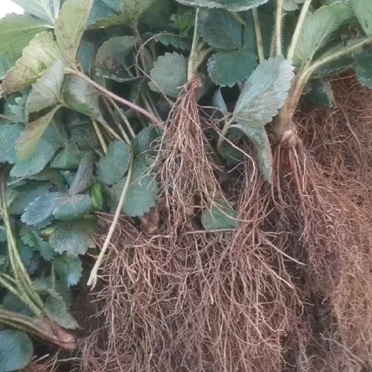 泰安章姬草莓苗  草莓苗  章姬，甜宝，红颜，妙香七号，批发，量