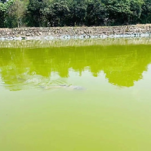 彭州市鲫鱼草鱼 花鲢
