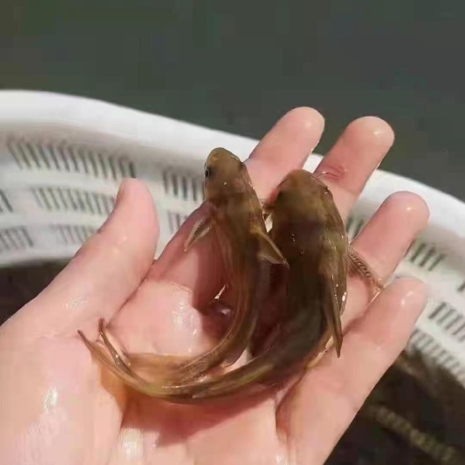 黄颡鱼苗  黄颡鱼 眉山优质黄骨鱼，大型养殖孵化基地