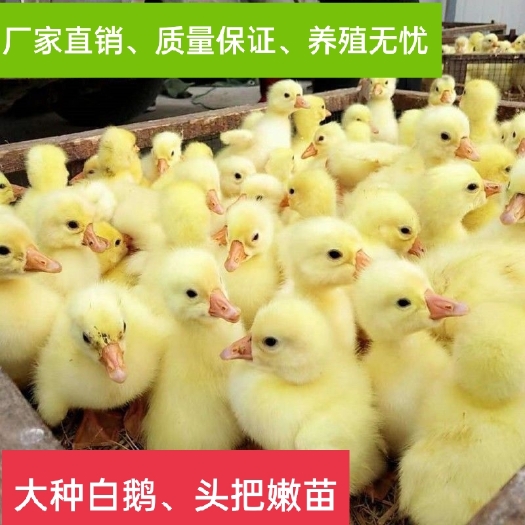 淮安大种白鹅苗蒲三皖蒲杂交四季鹅浙东白鹅五龙鹅百子鹅皖西白鹅