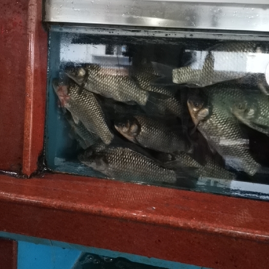 上海鲫鱼