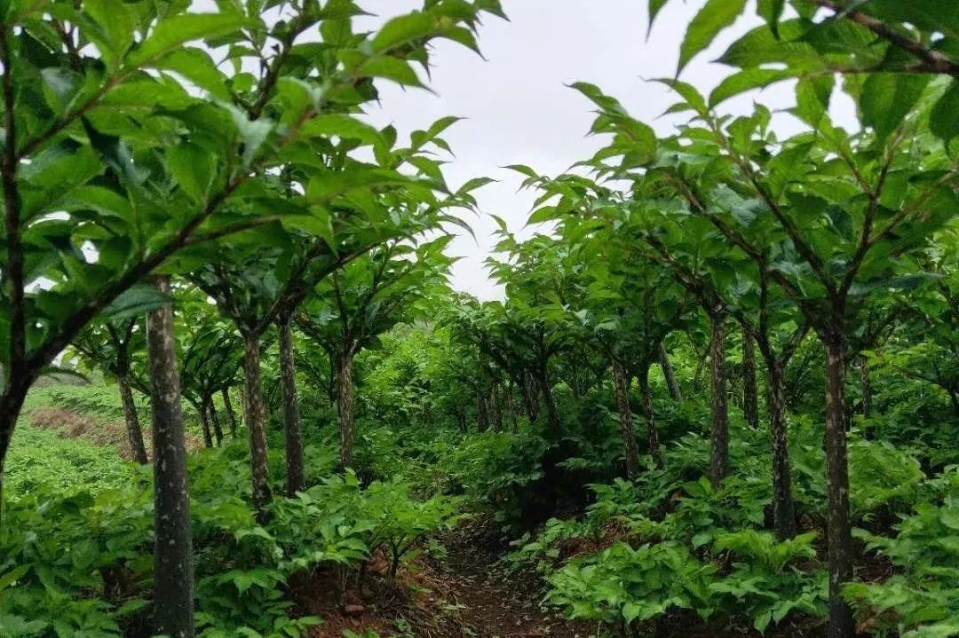 魔芋一手货源新鲜量大从优