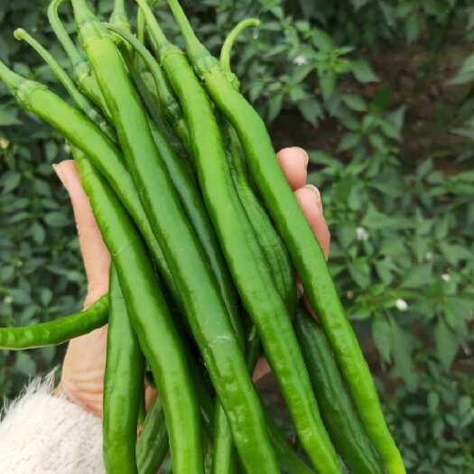 沈丘县【黑线椒】产地一手货源，量大从优，大量上市。