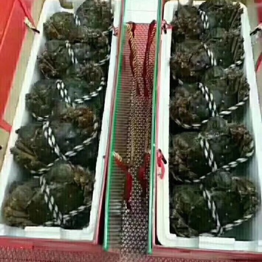 兴化市兴化红膏大闸蟹
