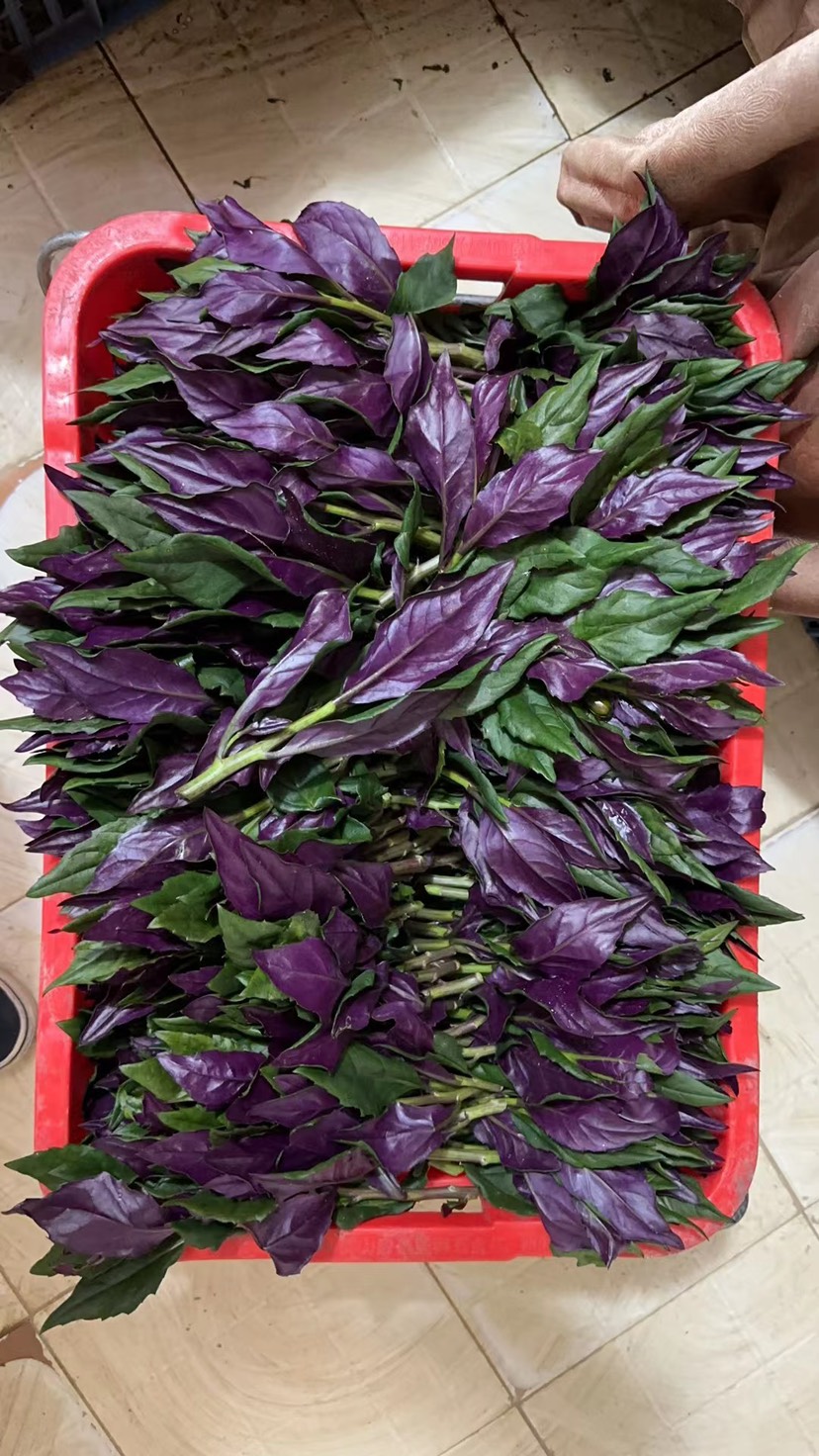 紫背菜，广府人最喜欢吃的菜，专业人工照料，