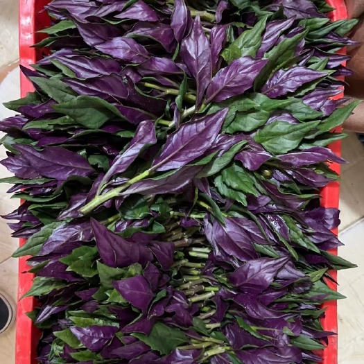 紫背菜，广府人最喜欢吃的菜，专业人工照料，