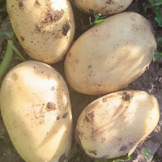 沽源县无公害种植基地
