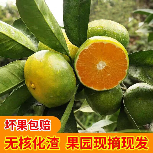 会昌县赣南蜜桔