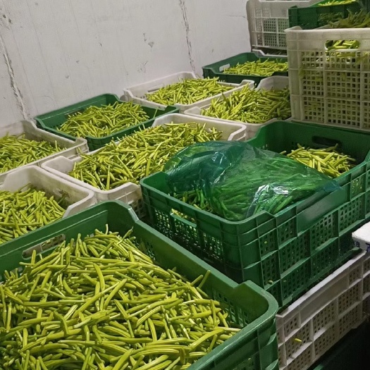 缙云县新鲜黄花菜保证当天采摘
