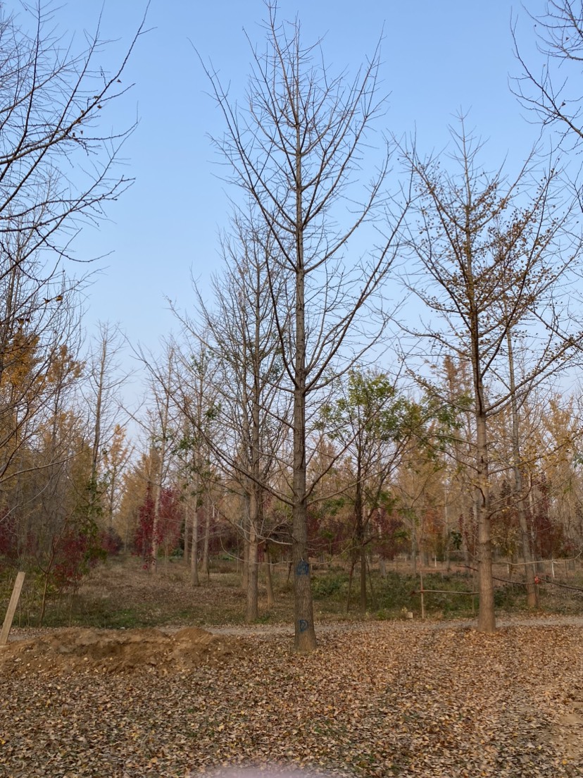 20公分银杏树—大批量清地处理