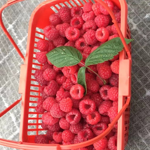 靖宇县红树莓 自家地产