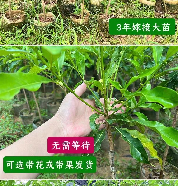 黃晶果苗高端品種冬蜜6號(hào)黃金果嫁接苗四季開花結(jié)果的帶原杯發(fā)貨