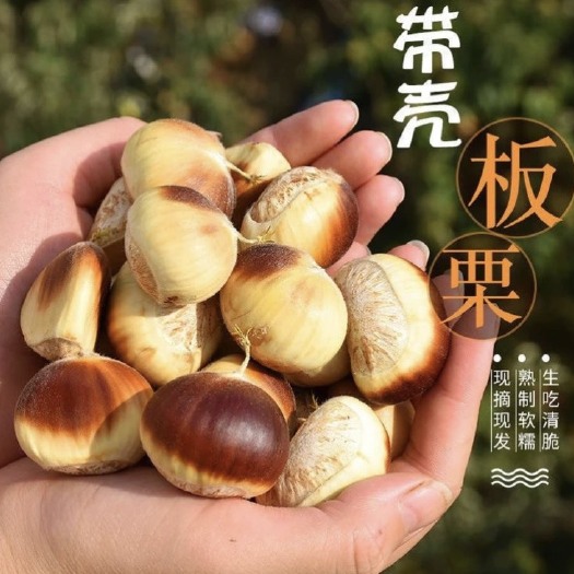 孝昌县板栗仔（鲜货）产地直发，实力代办。