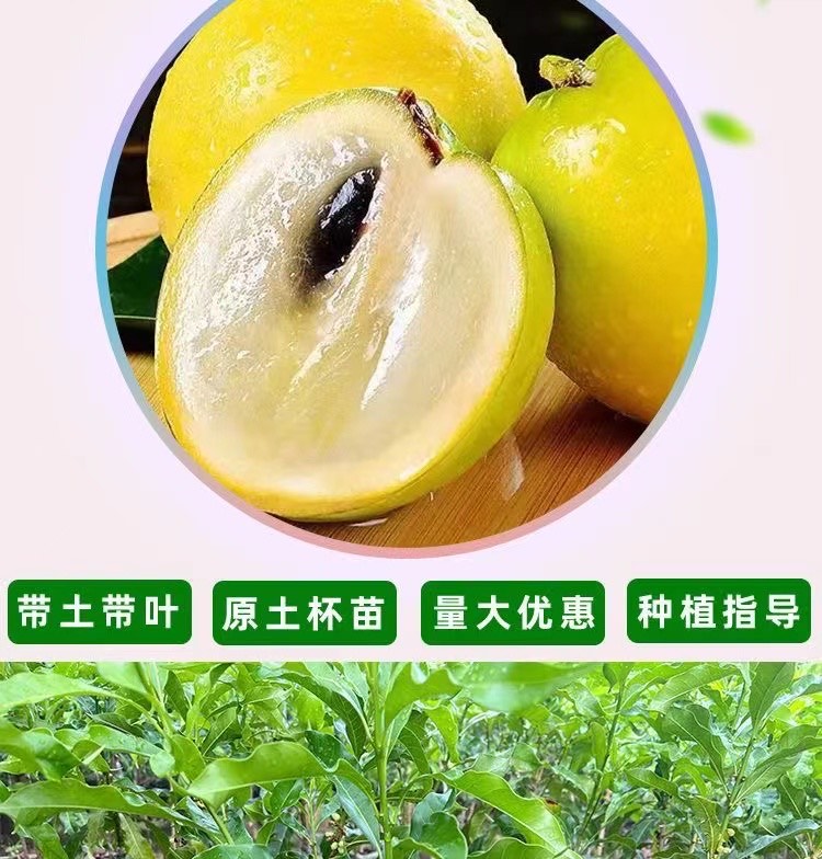 黃晶果苗高端品種冬蜜6號(hào)黃金果嫁接苗四季開花結(jié)果的帶原杯發(fā)貨