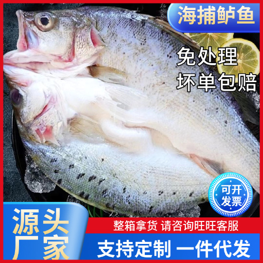 海鲈鱼整条新鲜三去开背珠海白蕉鲈鱼鲜活冷冻鱼类海鲜烧烤鱼批发