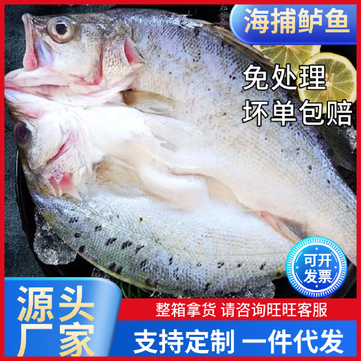 连云港海鲈鱼整条新鲜三去开背珠海白蕉鲈鱼鲜活冷冻鱼类海鲜烧烤鱼批发