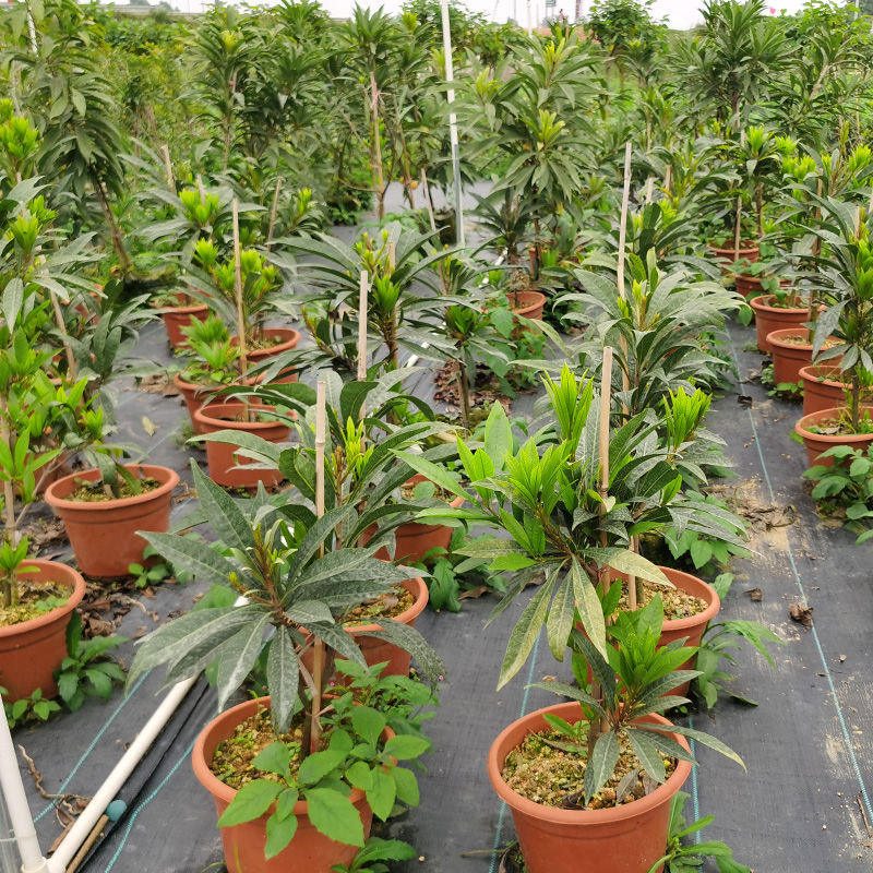 蛋黄果苗耀堂仙桃嫁接苗四季挂果的广西苗圃基地直销盆栽庭院种植