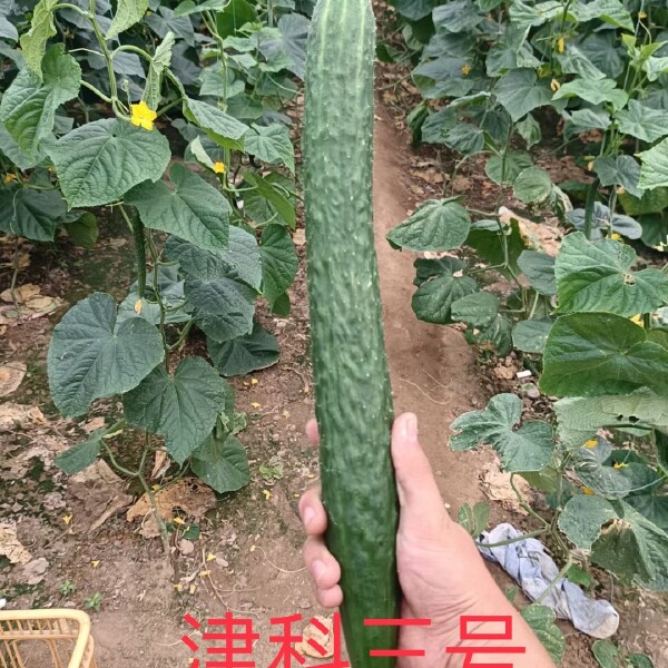 黄瓜种子