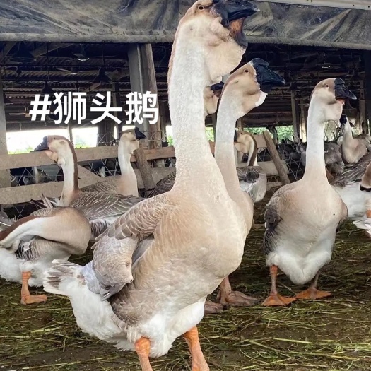 狮头鹅苗纯种狮子头正特大型狮头鹅活苗批发鹅苗原产地澄海发