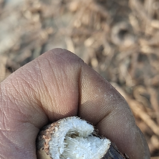 广水市粉质金雀根