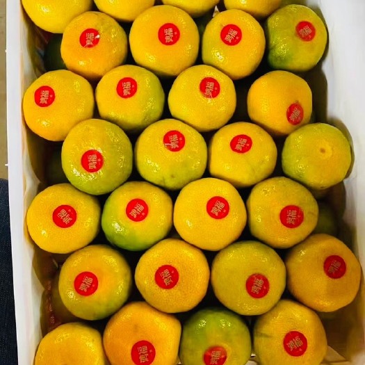 枝江市【优选】湖北精品叶橘特早蜜桔 一手货源现采现发诚信经营