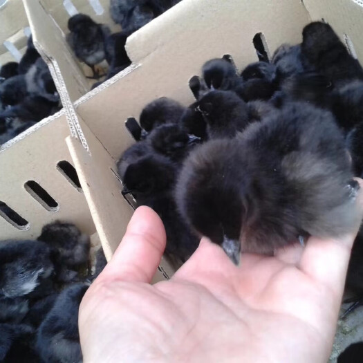 五黑一绿鸡苗  成活率高 孵化场直销 包运输保成活
