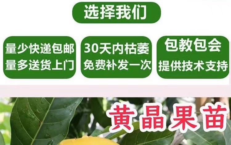 黃晶果苗高端品種冬蜜6號(hào)黃金果嫁接苗四季開花結(jié)果的帶原杯發(fā)貨