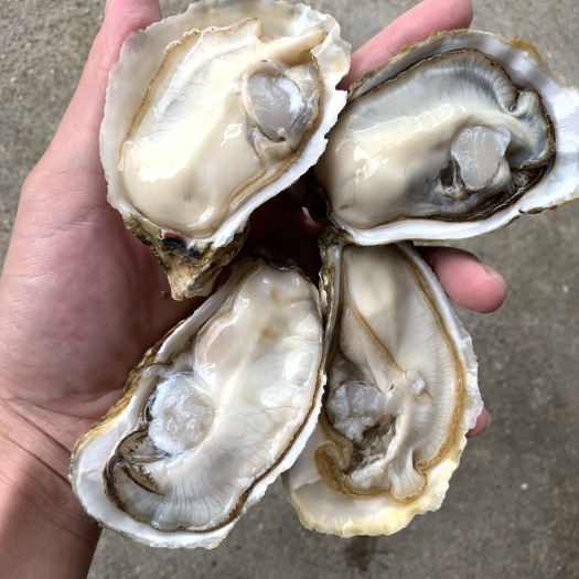 佛山超肥生蚝 包肥产品 可以帮开一边壳