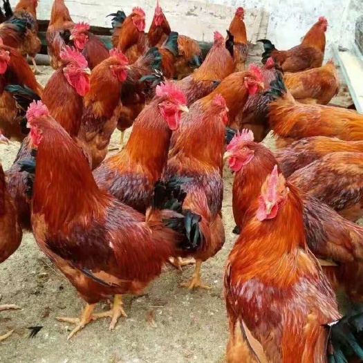 毕节九斤红鸡苗  肉鸡出栏快 生长周期短 易存活