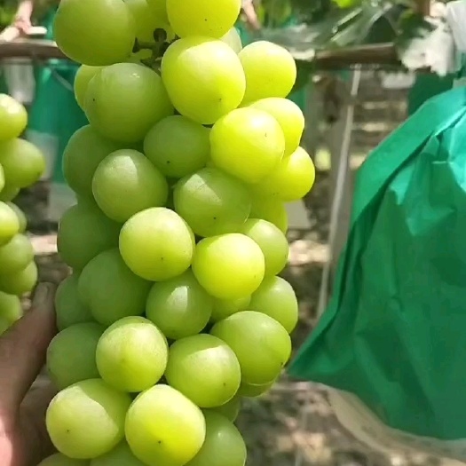 蒲城县阳光玫瑰葡萄