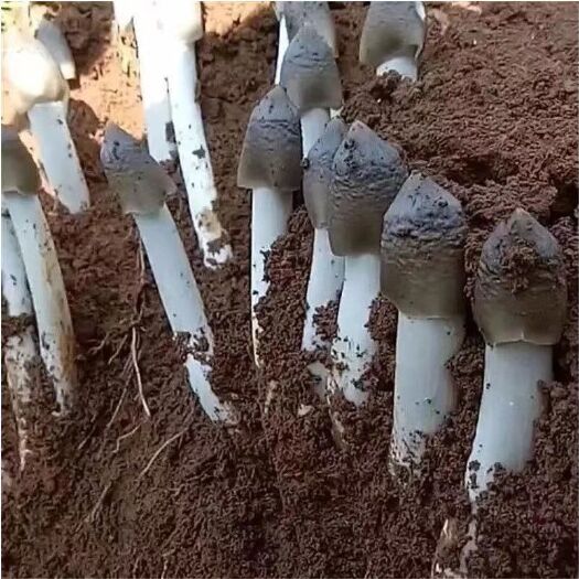 鸡枞菌菌种  鸡枞菌种试种成功。四季可种植。下单发货种植技术
