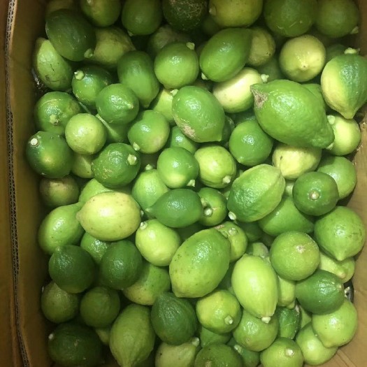 惠州香水柠檬