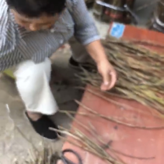 馆陶县金蝉树枝