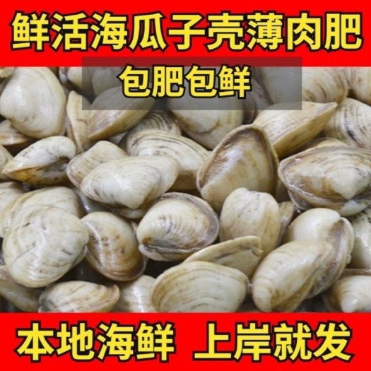 特大海瓜子新鲜无沙海沙子白瓜子小蛤蜊新鲜海鲜贝类水产批发