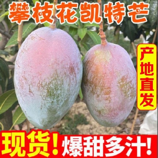 攀枝花批发价四川攀枝花凯特芒果特大皮薄肉厚新鲜水果整箱包邮