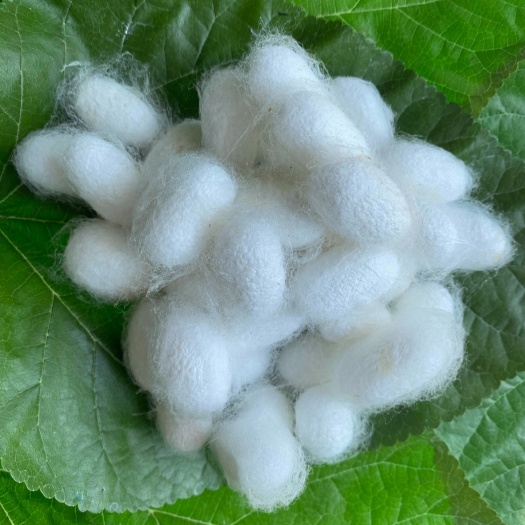 今年蚕茧